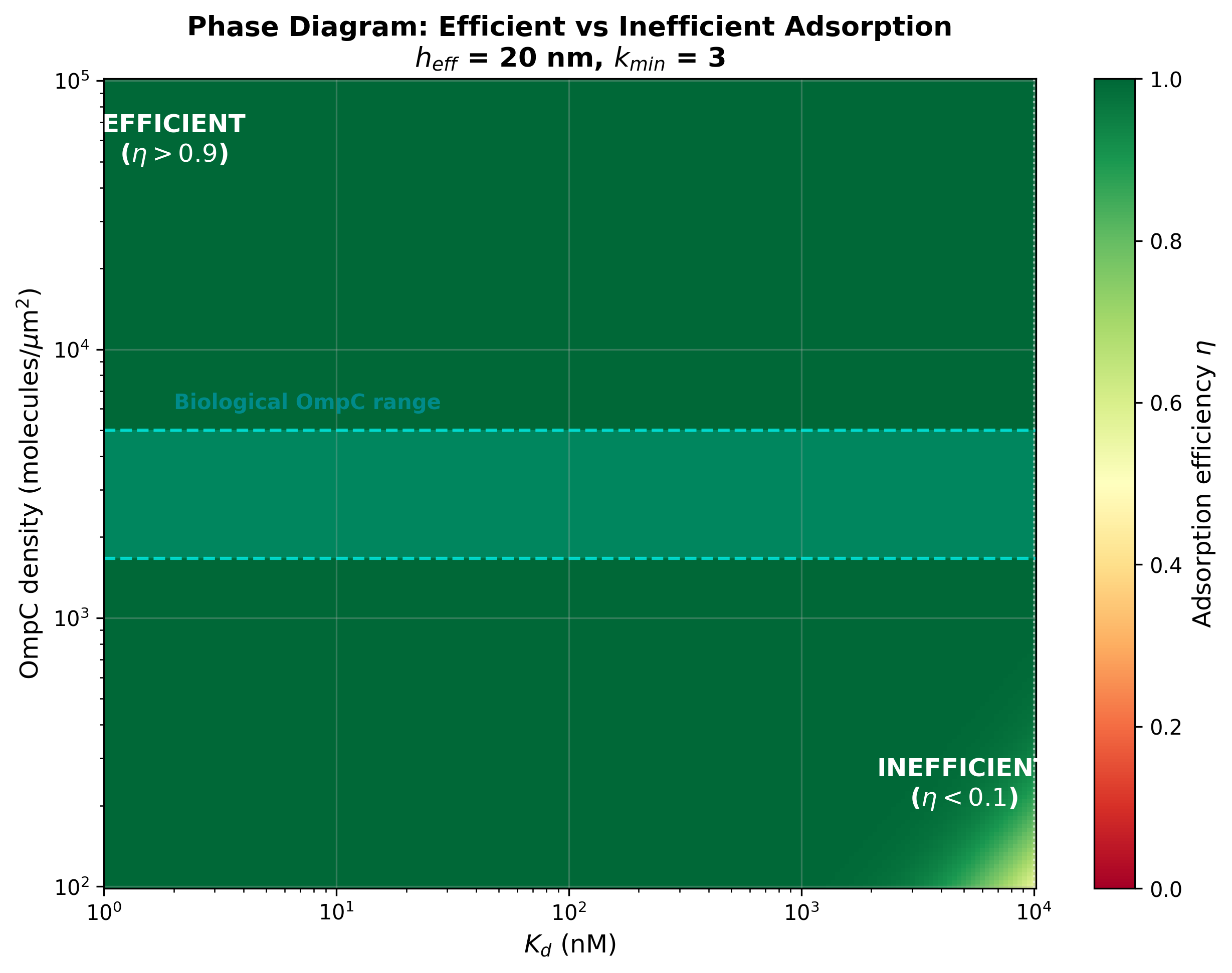 Phase diagram of efficient vs inefficient adsorption with biological OmpC range highlighted