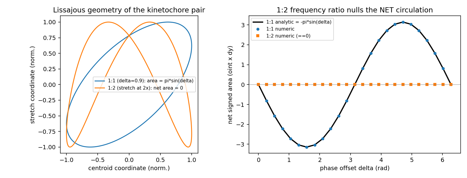 The 1:2 Lissajous net-circulation cancellation (E2-H7 core identity): with stretch at 2x the kinetochore frequency the net signed circulation is exactly zero, while the 1:1 control matches -pi*A*B*sin(delta).