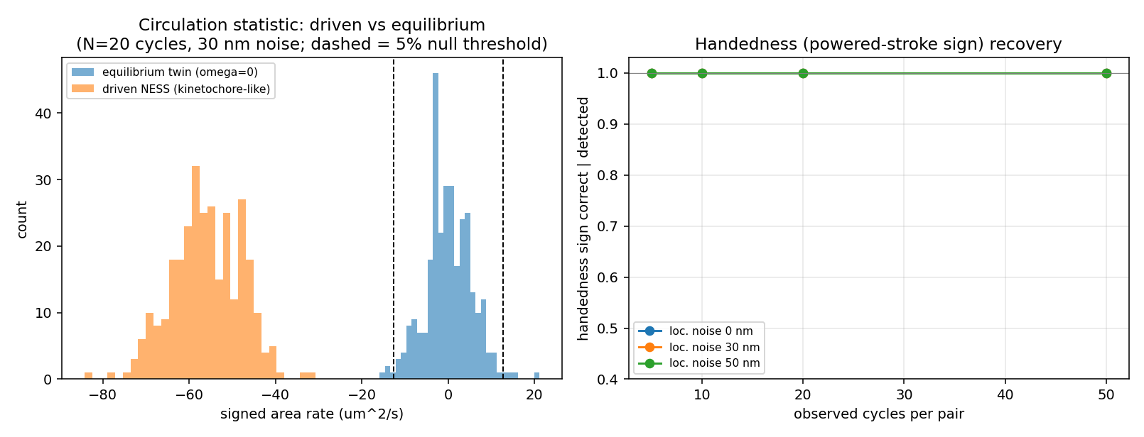 Circulation-statistic distributions (driven NESS vs equilibrium twin) and handedness (powered-stroke sign) recovery.
